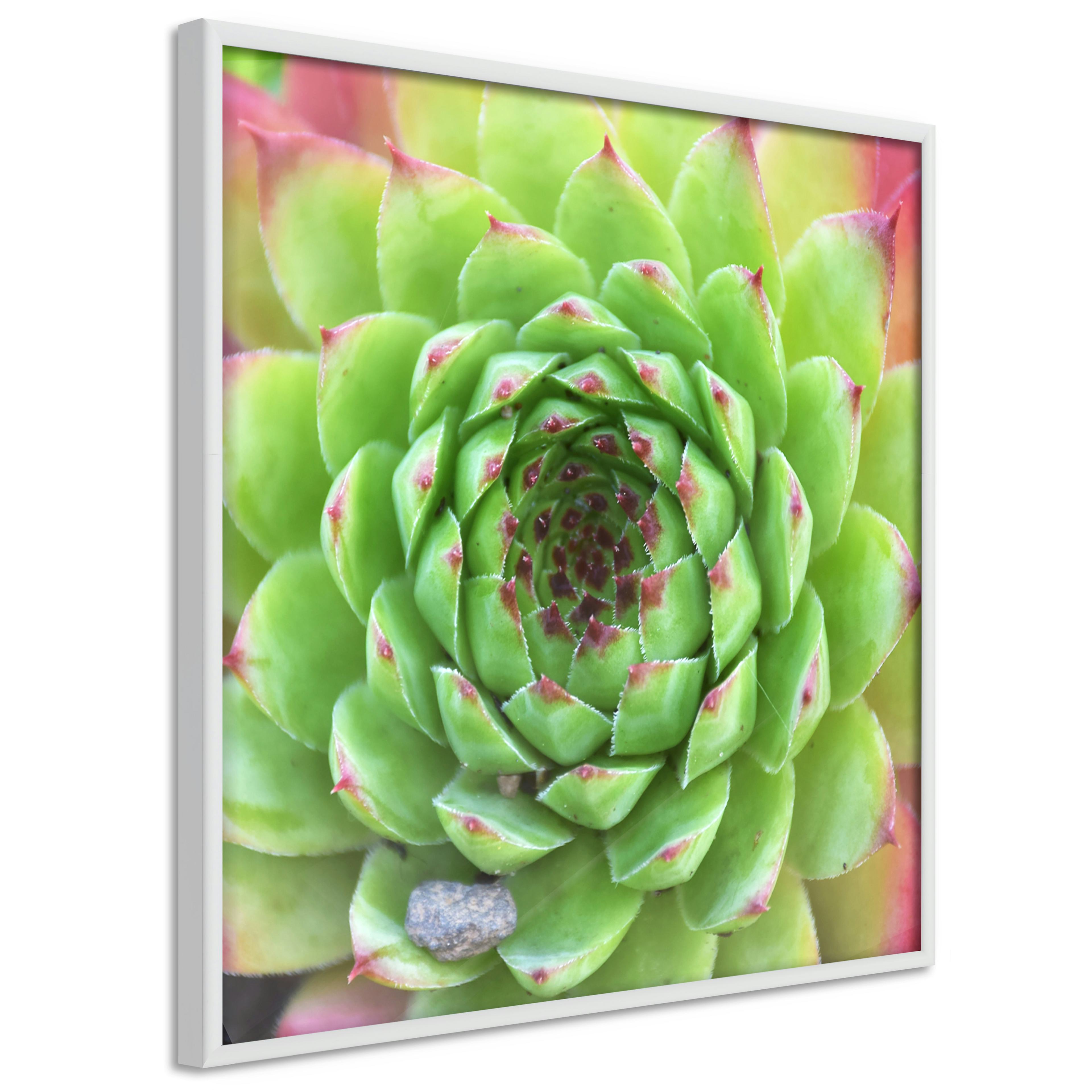Poster Artgeist Affisch Succulent
