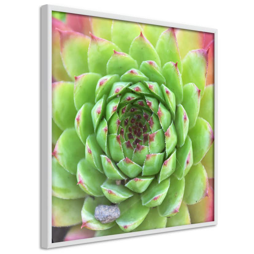 Poster Artgeist Affisch Succulent