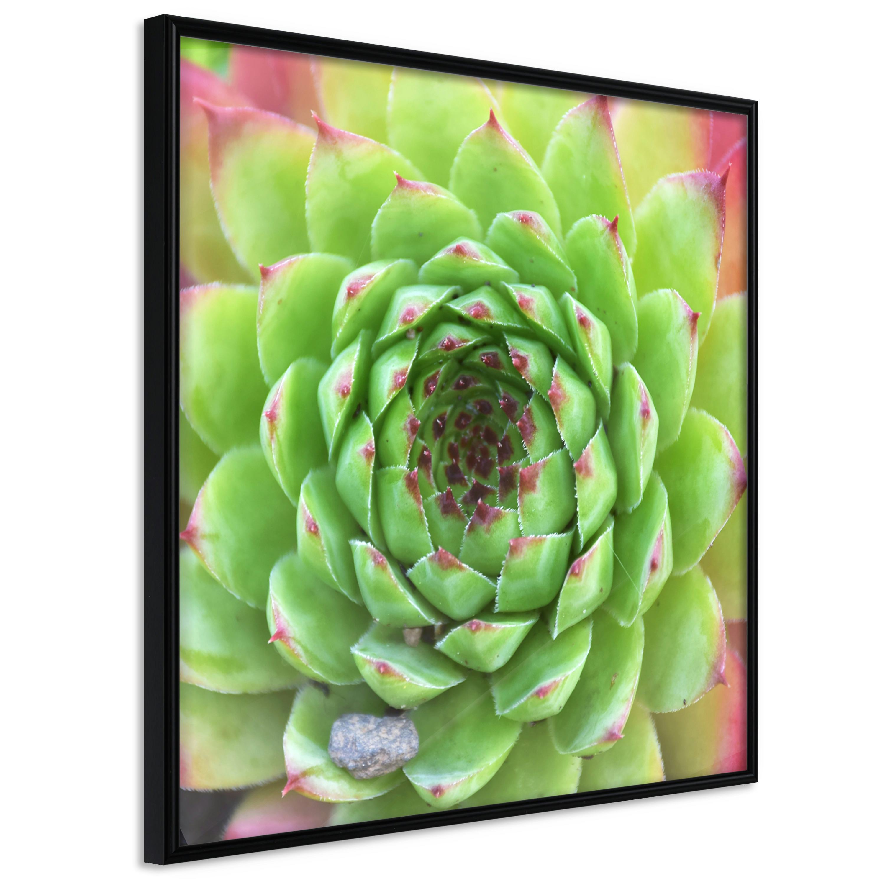 Poster Artgeist Affisch Succulent