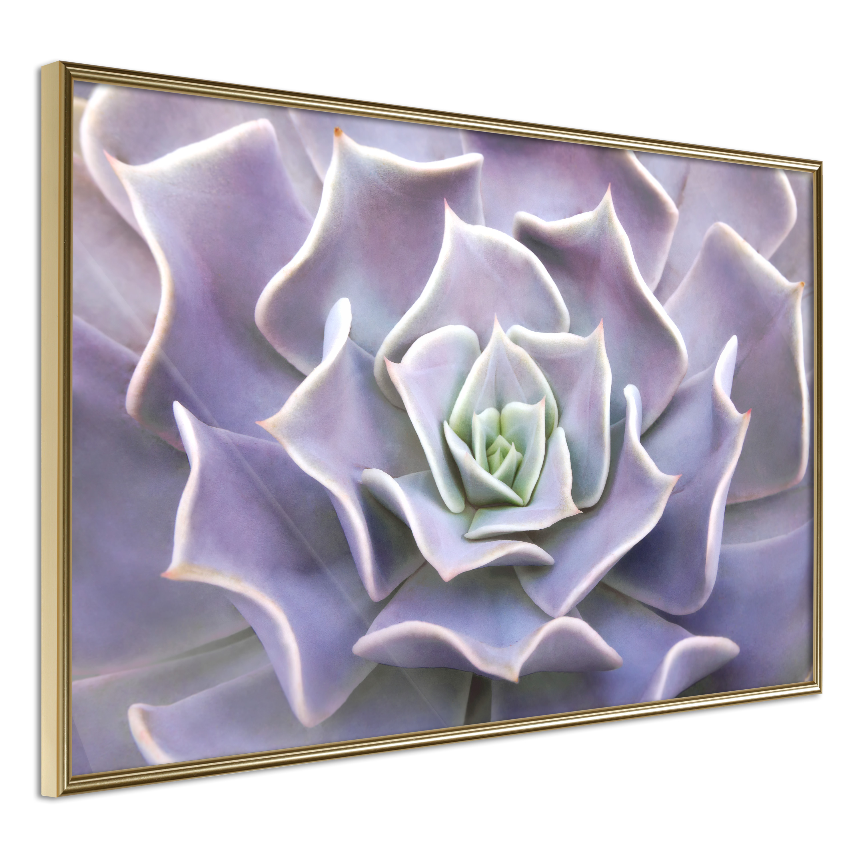 Poster Artgeist Affisch Purple Succulent