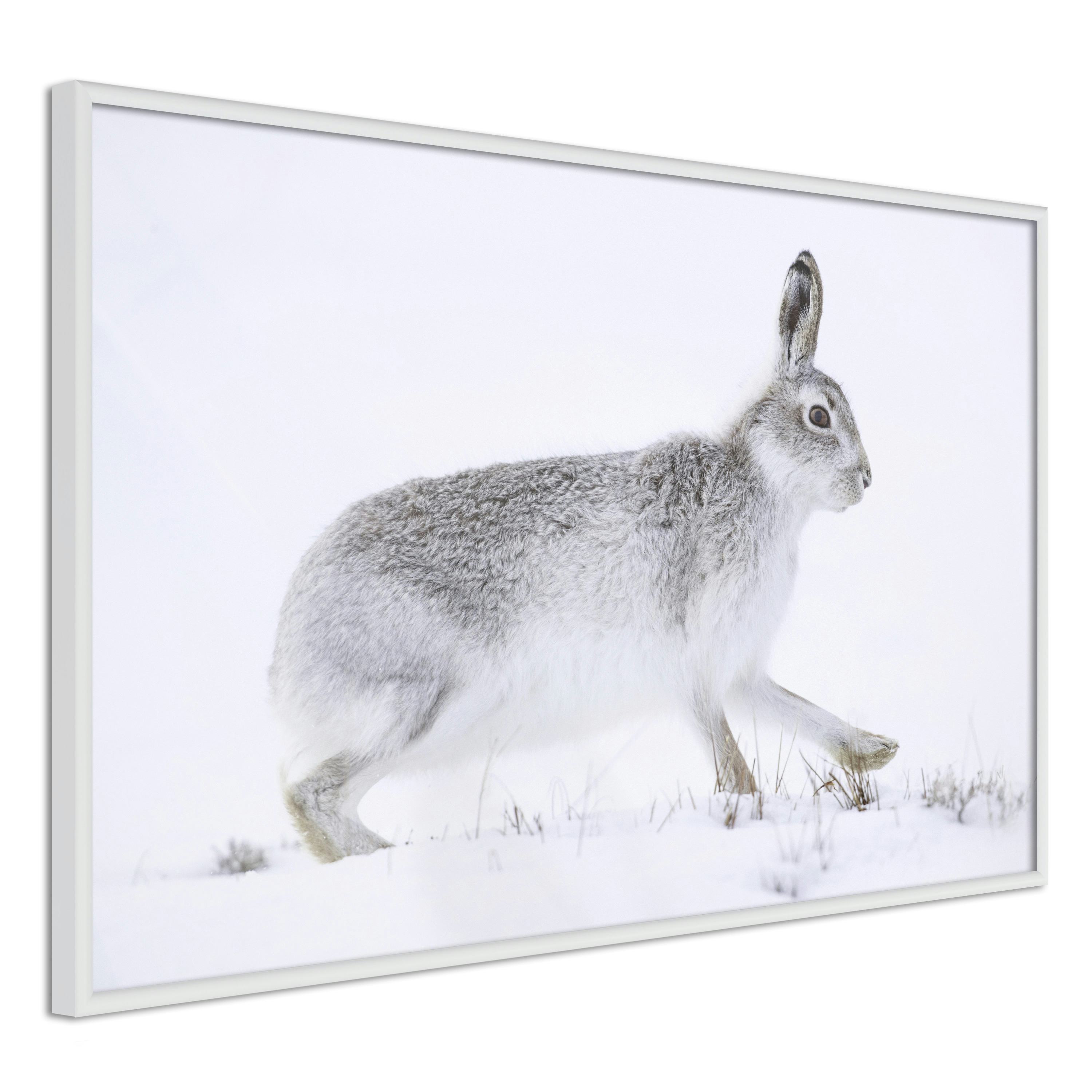 Poster Artgeist Affisch Rabbit