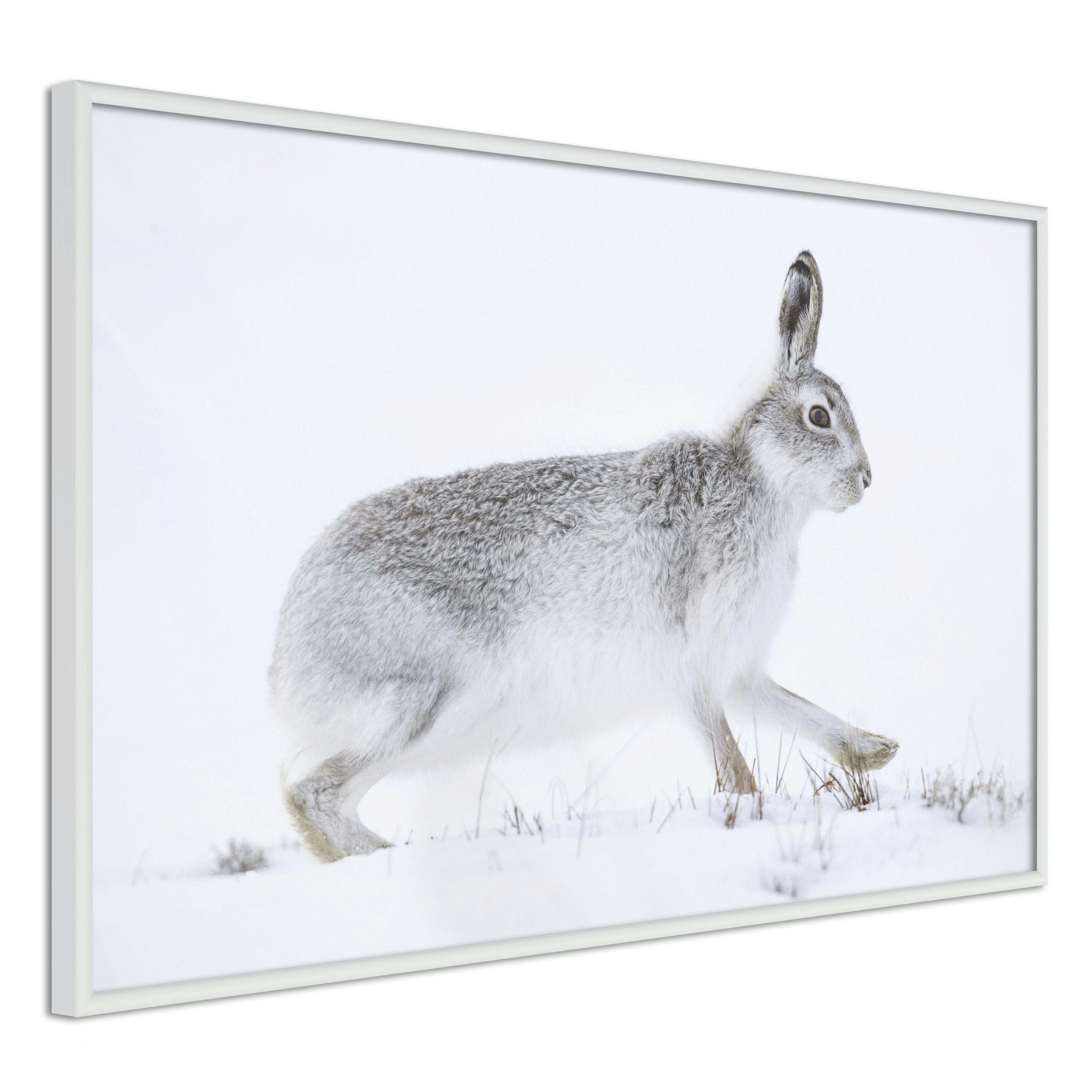 Poster Artgeist Affisch Rabbit