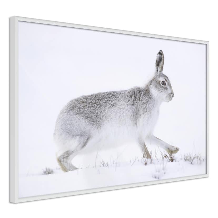 Poster Artgeist Affisch Rabbit