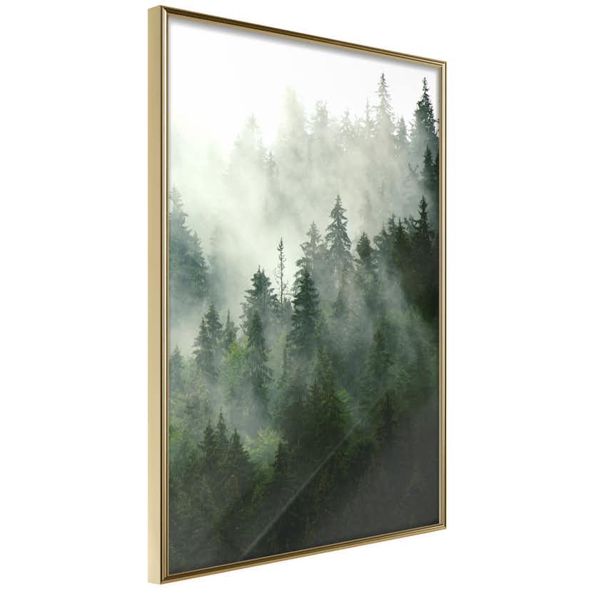 Poster Artgeist Affisch Coniferous Forest