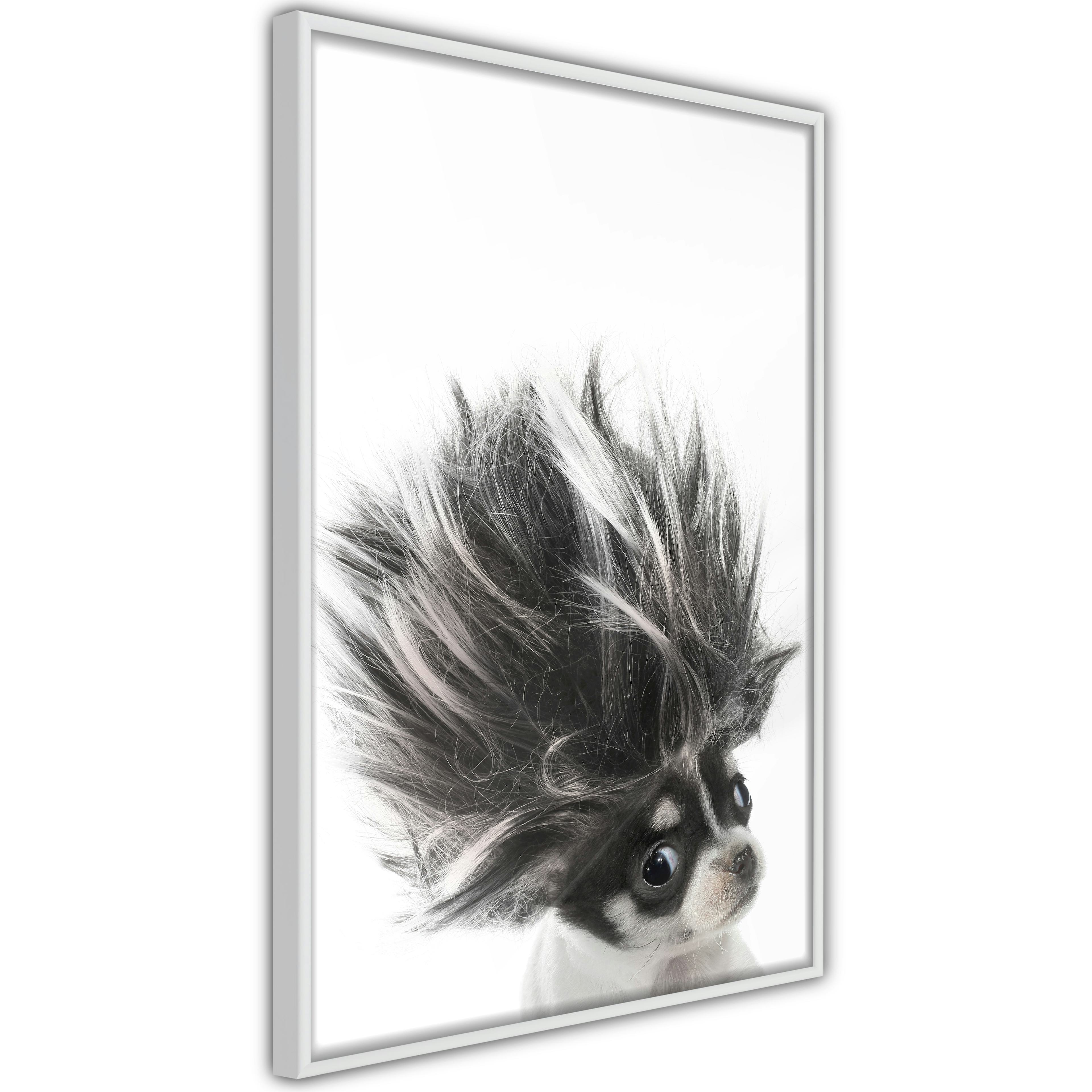 Poster Artgeist Affisch Chihuahua