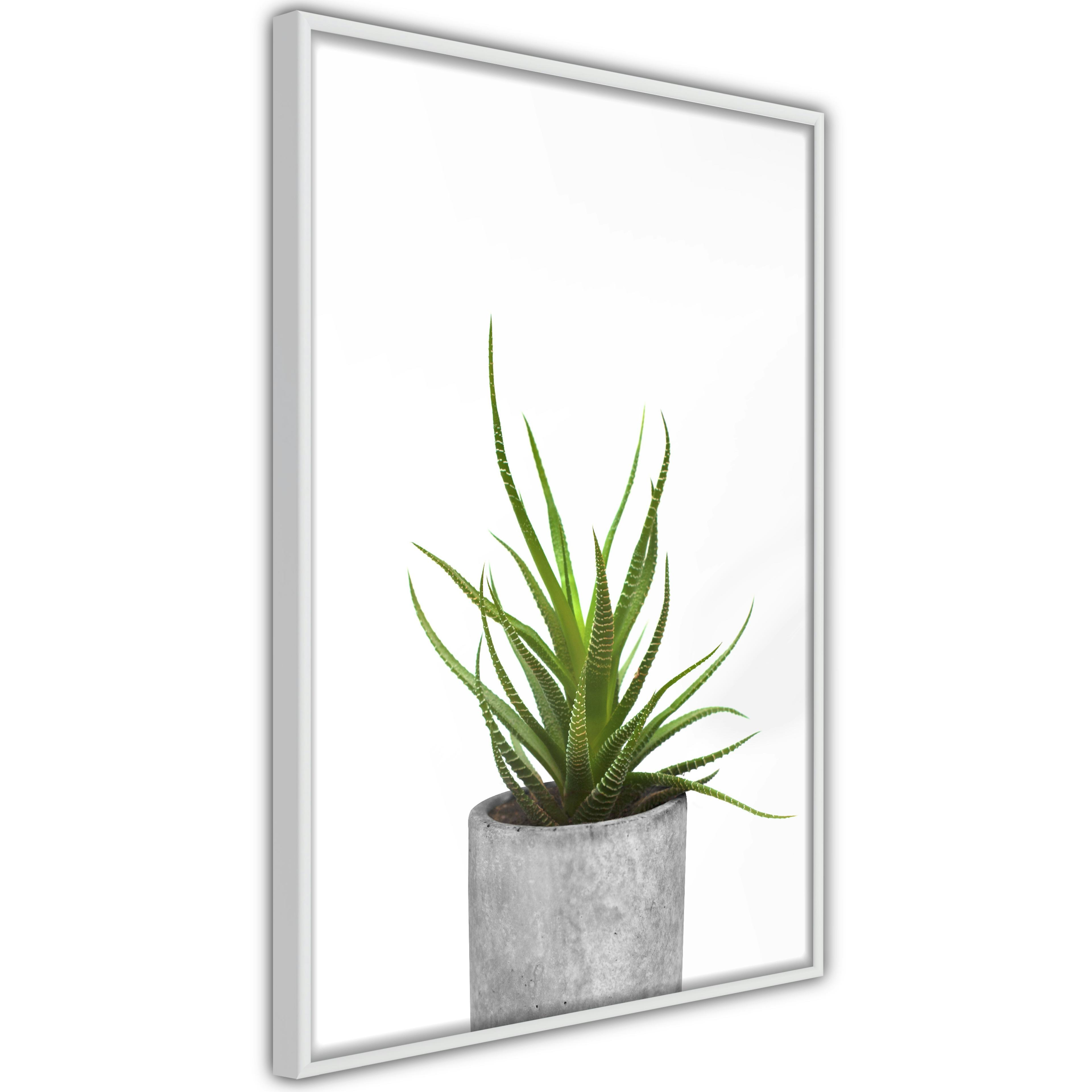Poster Artgeist Affisch Haworthia