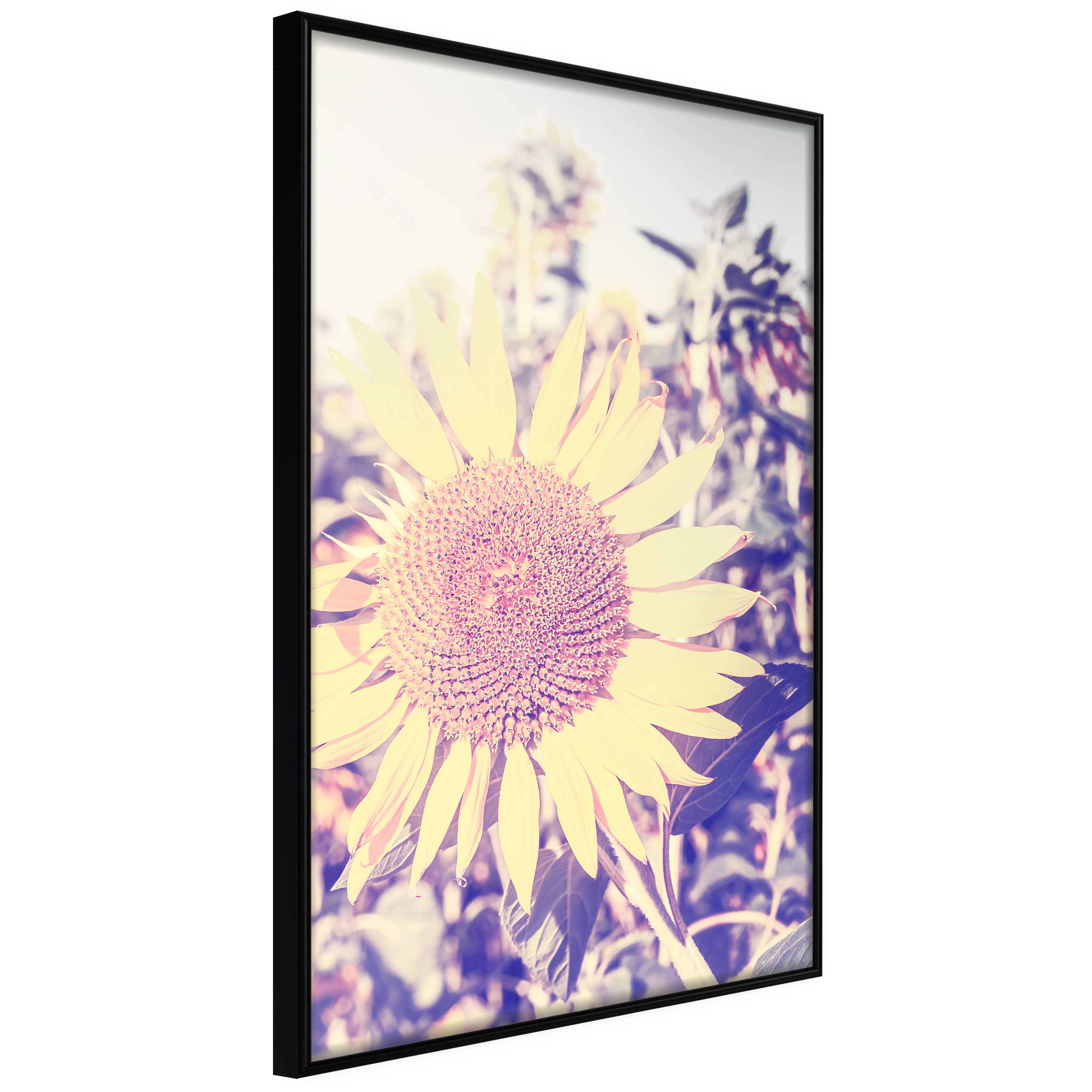 Poster Artgeist Affisch Sunflower