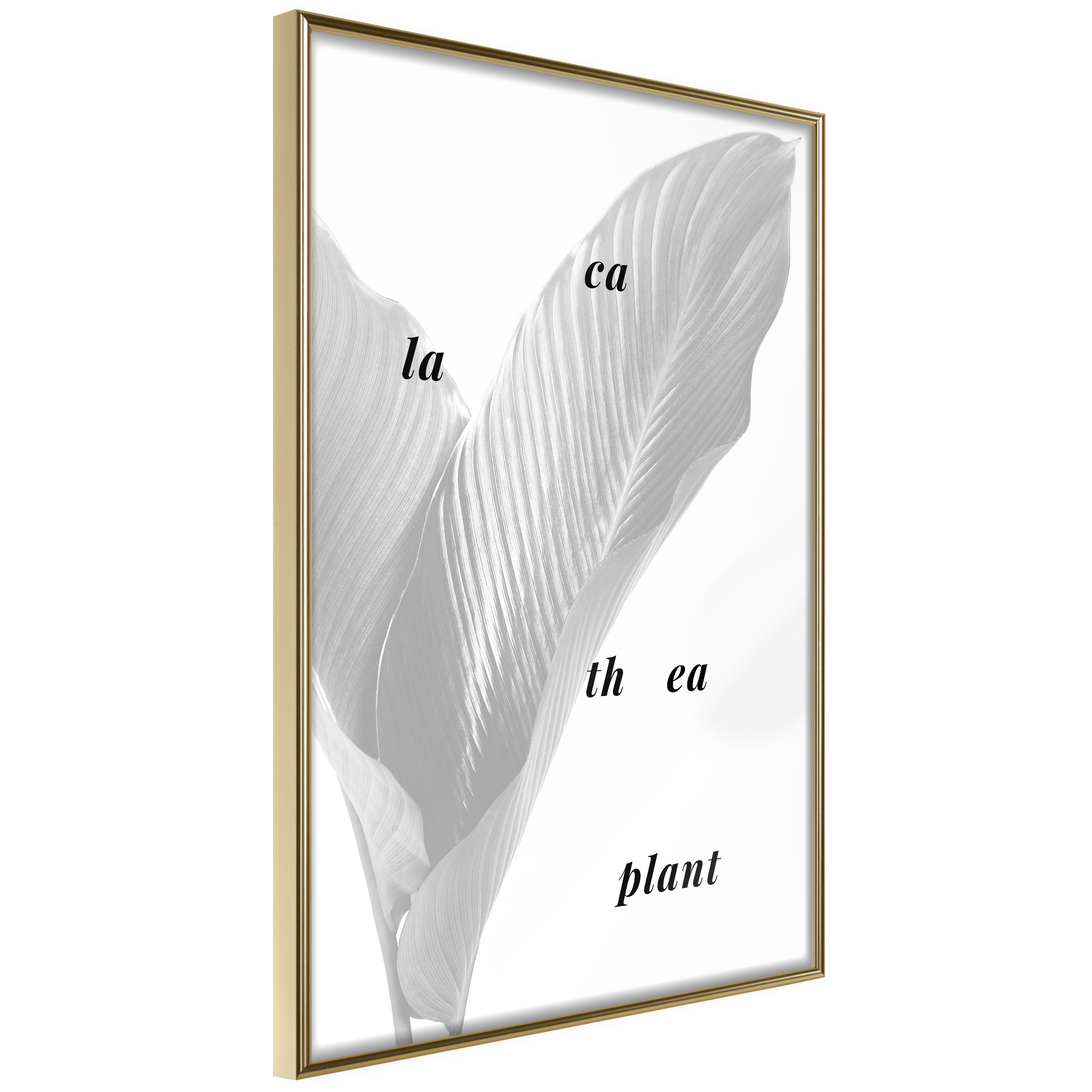 Poster Artgeist Affisch Calathea Plant