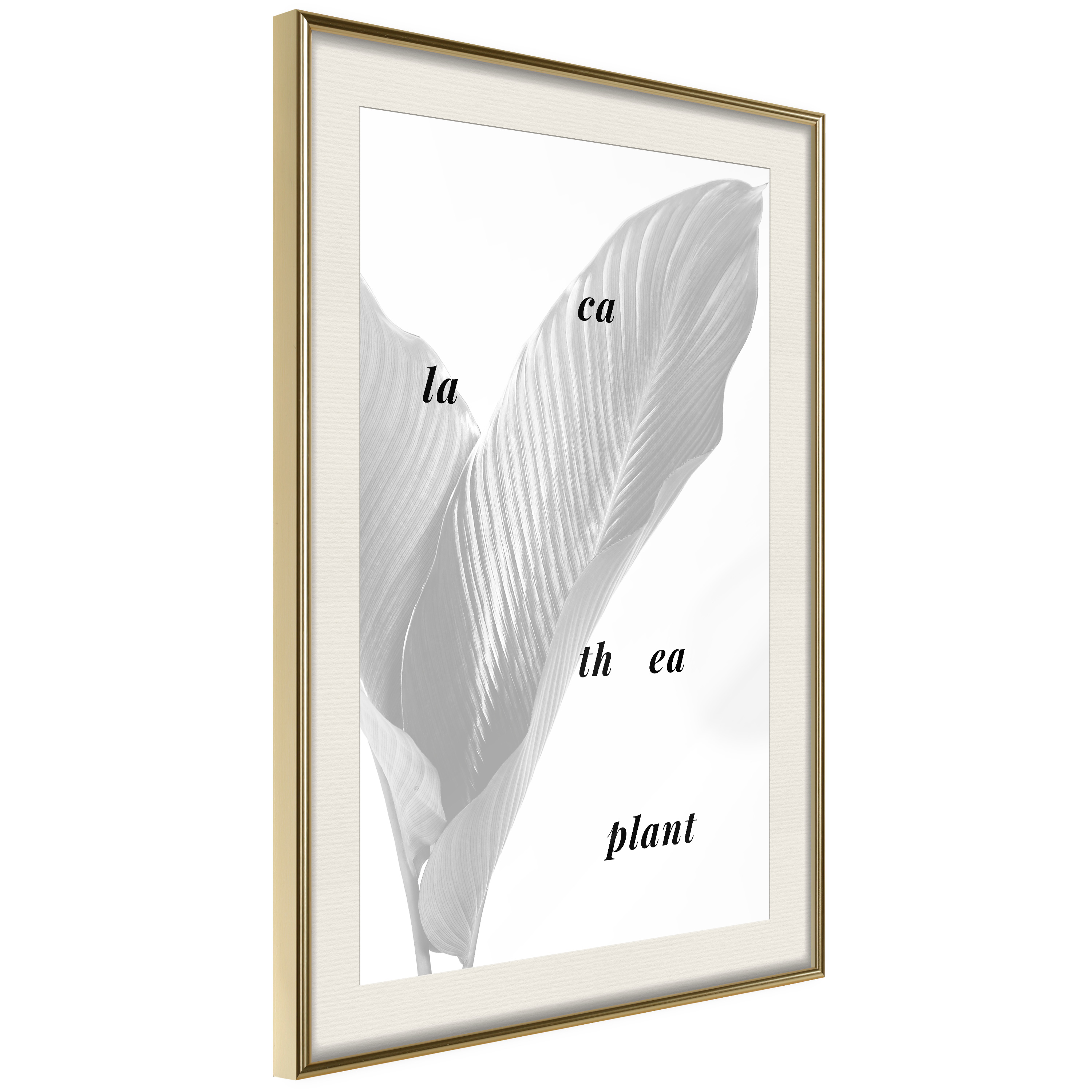 Poster Artgeist Affisch Calathea Plant
