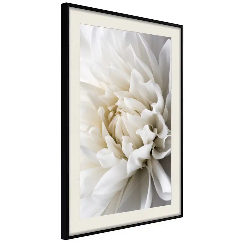 Poster Artgeist Affisch White Dahlia