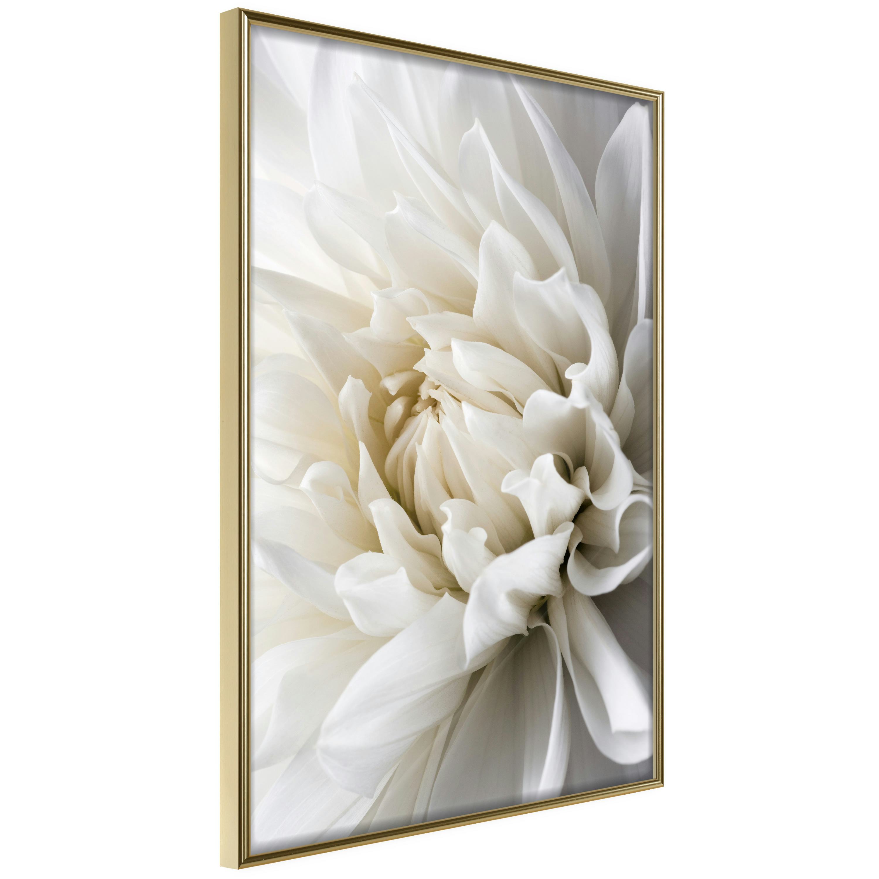 Poster Artgeist Affisch White Dahlia