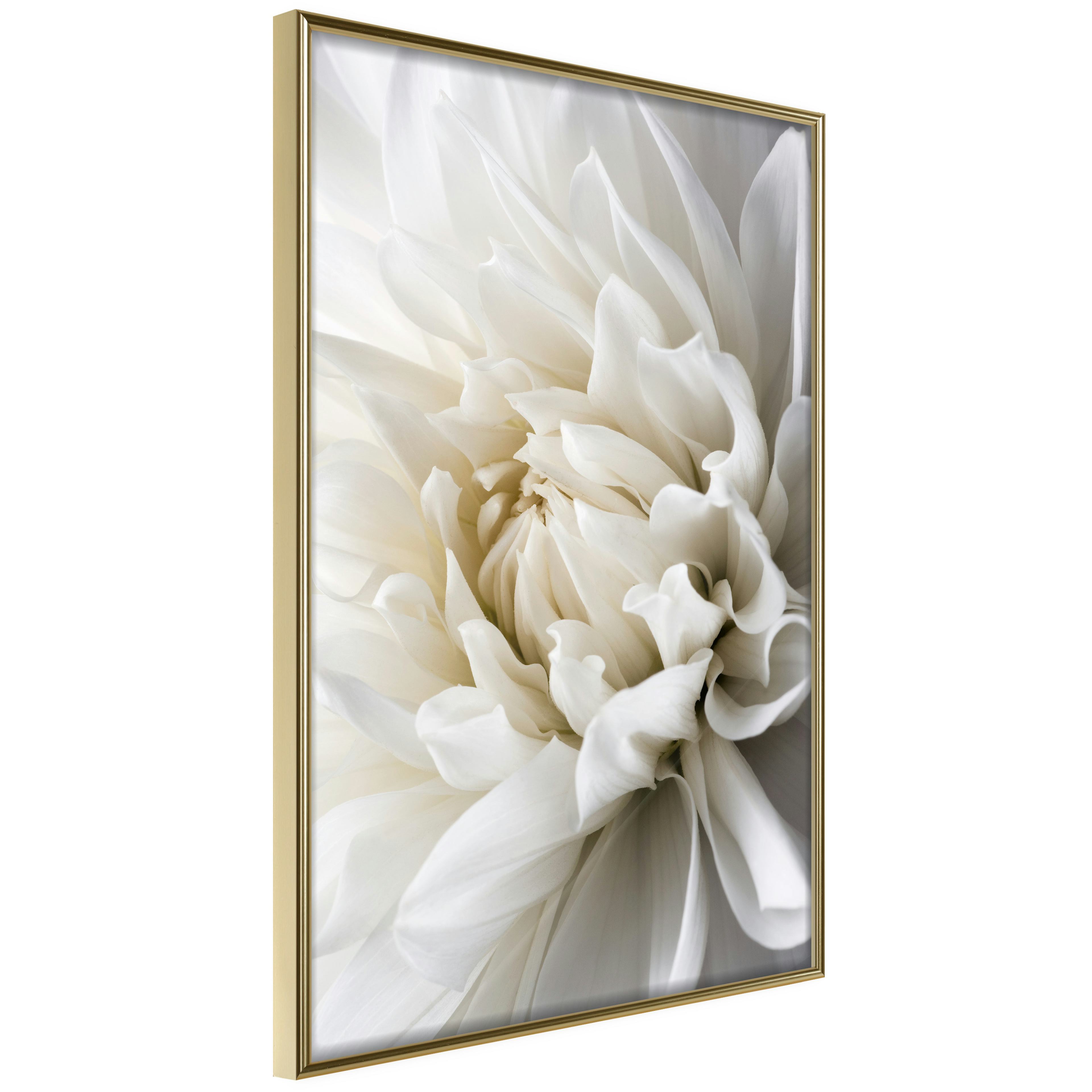 Poster Artgeist Affisch White Dahlia