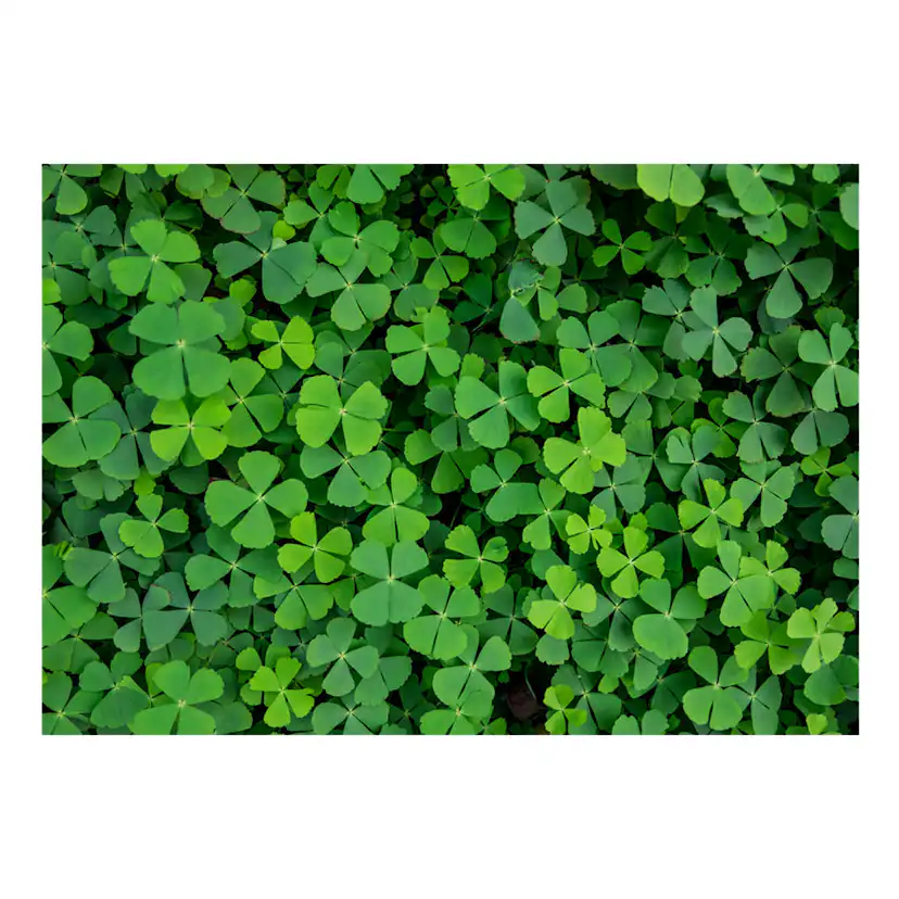 Fototapet Arkiio Green Clover