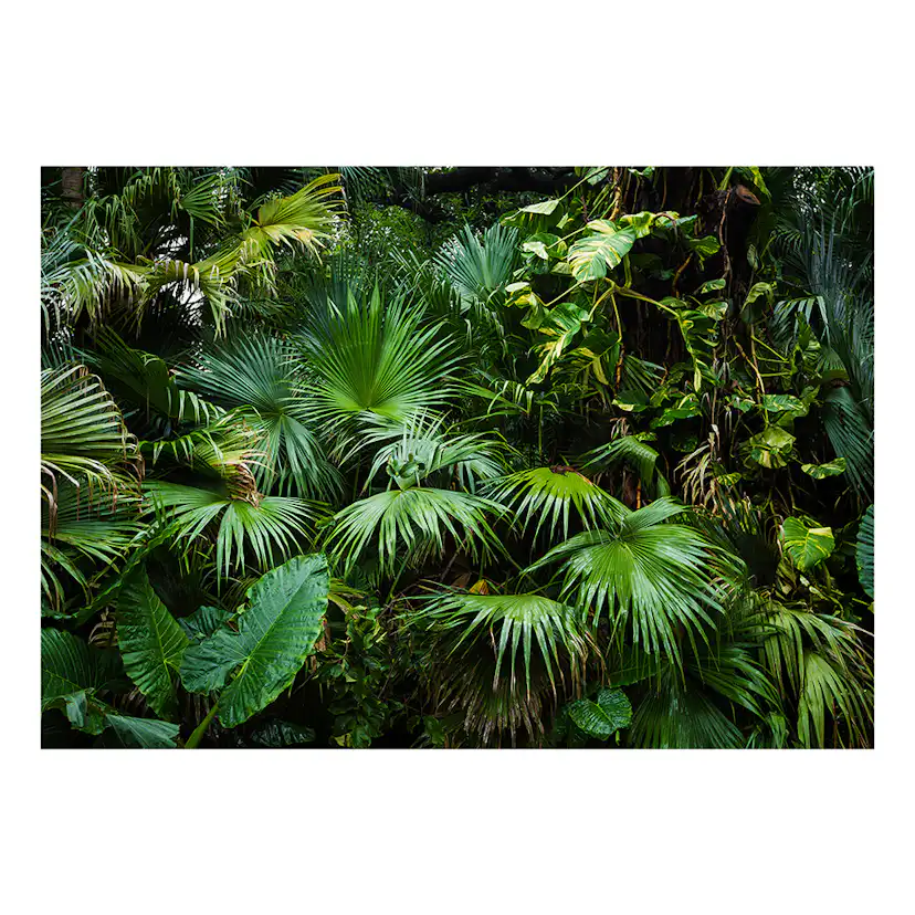 Fototapet Arkiio Sunny Jungle