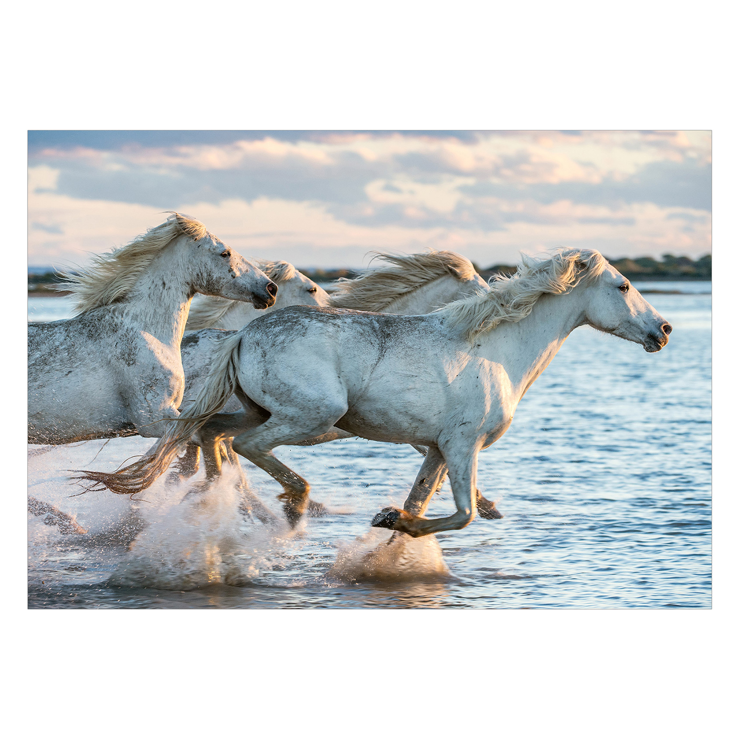 Fototapet Arkiio Wild Race