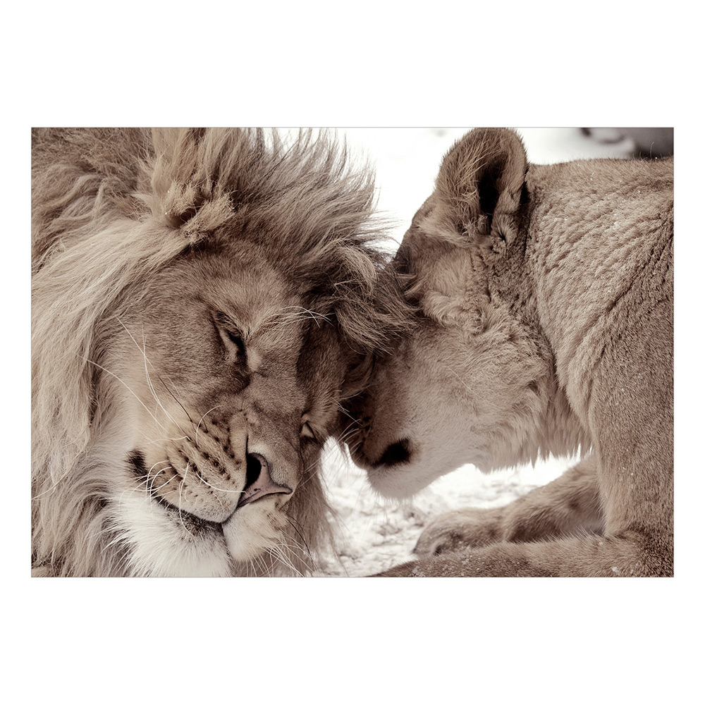 Fototapet Arkiio Lion Tenderness (Sepia)
