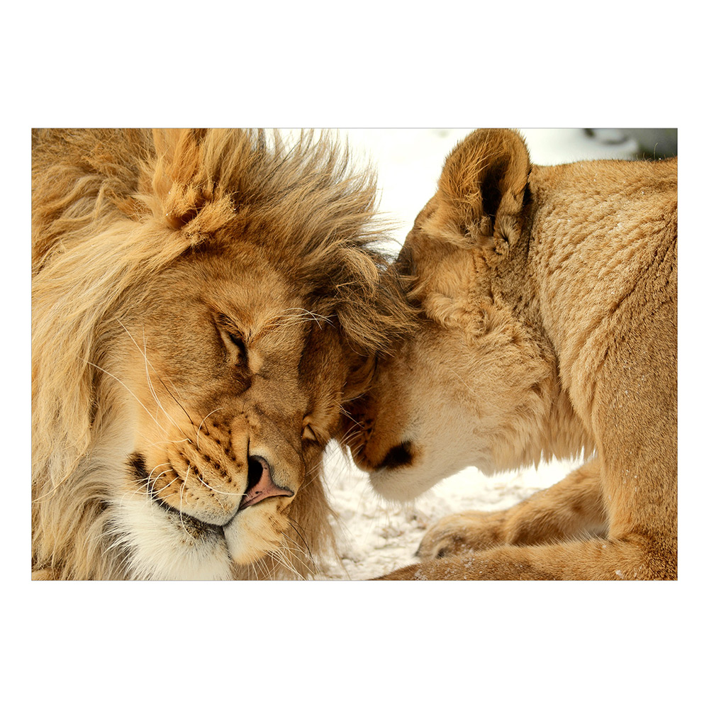 Fototapet Arkiio Lion Tenderness Självhäftande