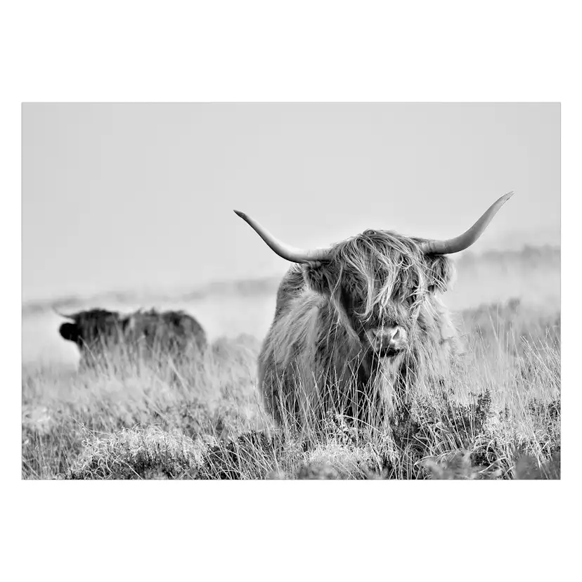 Fototapet Arkiio Highland Cattle