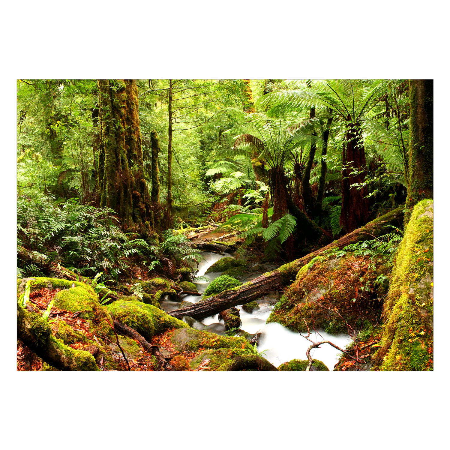 Fototapet Arkiio Forest Brook