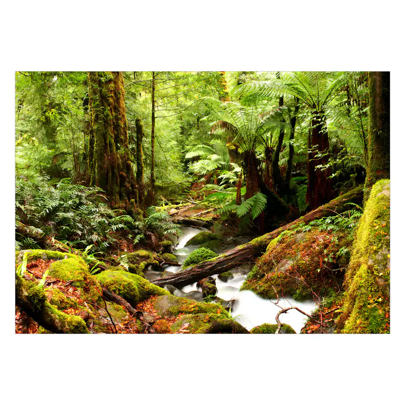 Fototapet Arkiio Forest Brook