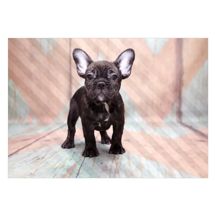 Fototapet Arkiio French Bulldog