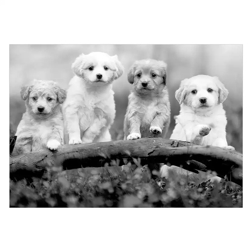 Fototapet Arkiio Four Puppies
