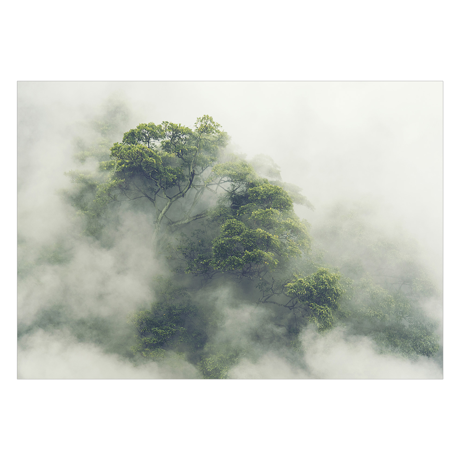 Fototapet Arkiio Foggy Amazon