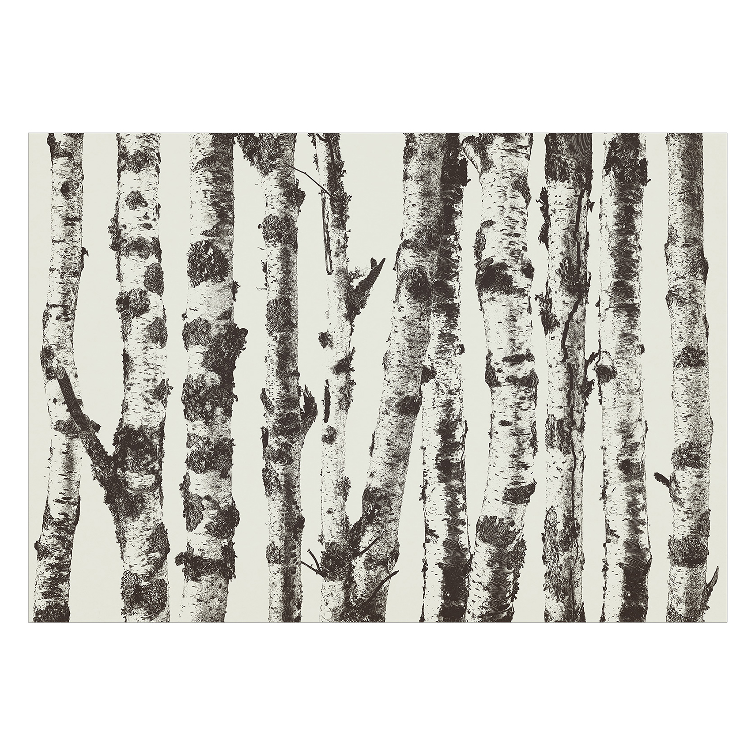 Fototapet Arkiio Stately Birches Arkiio First Variant