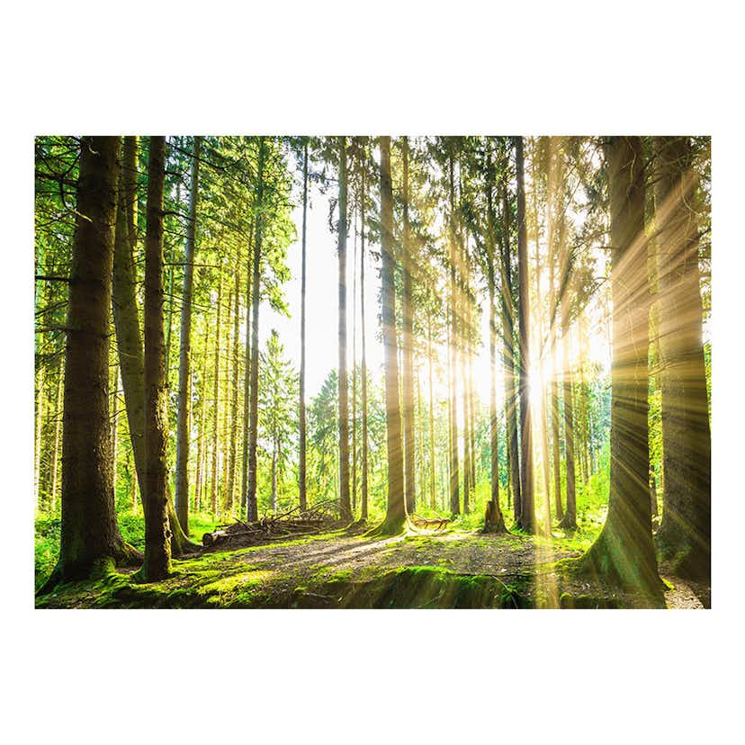 Fototapet Arkiio Forest Tales