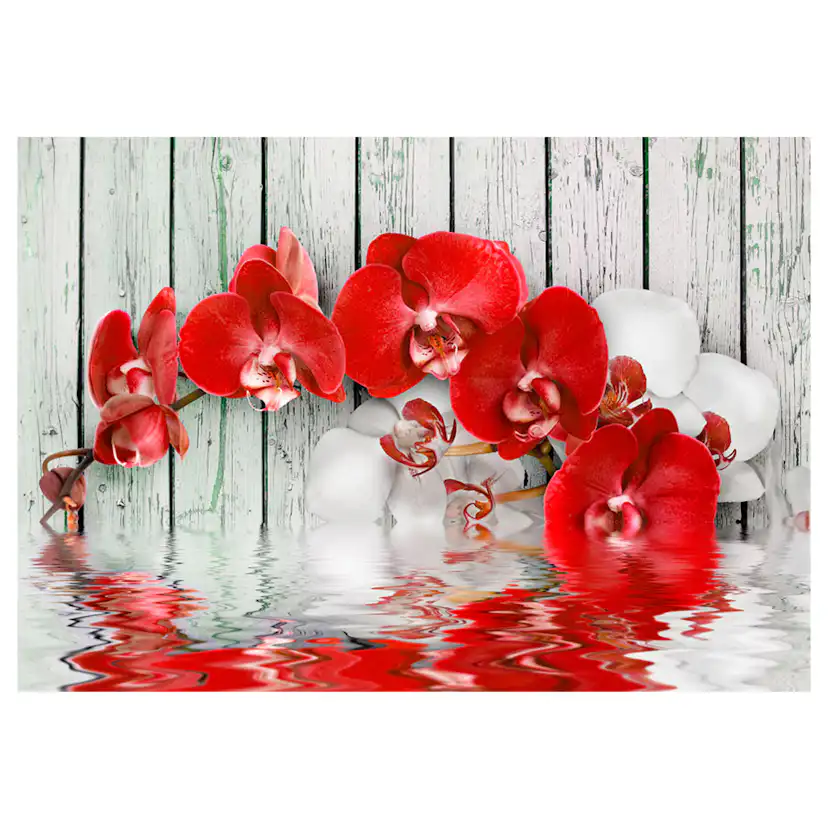 Fototapet Arkiio Ruby Orchid