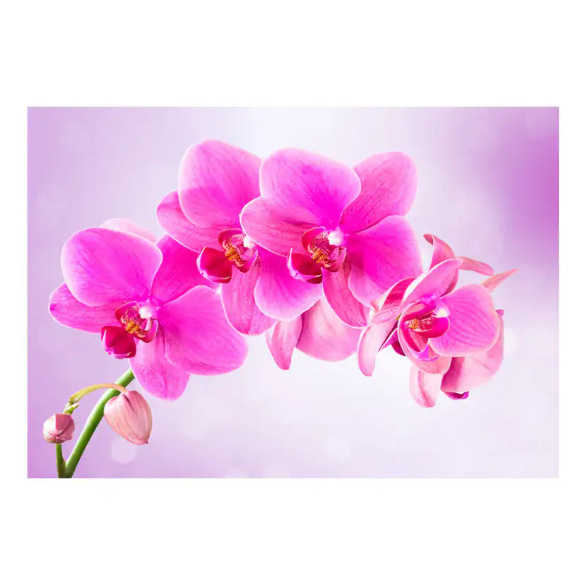 Fototapet Arkiio Thoughtfulness