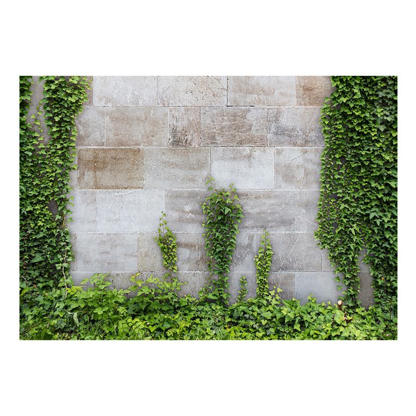 Fototapet Arkiio The Forgotten Garden