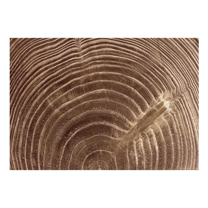 Fototapet Arkiio Raw Tree