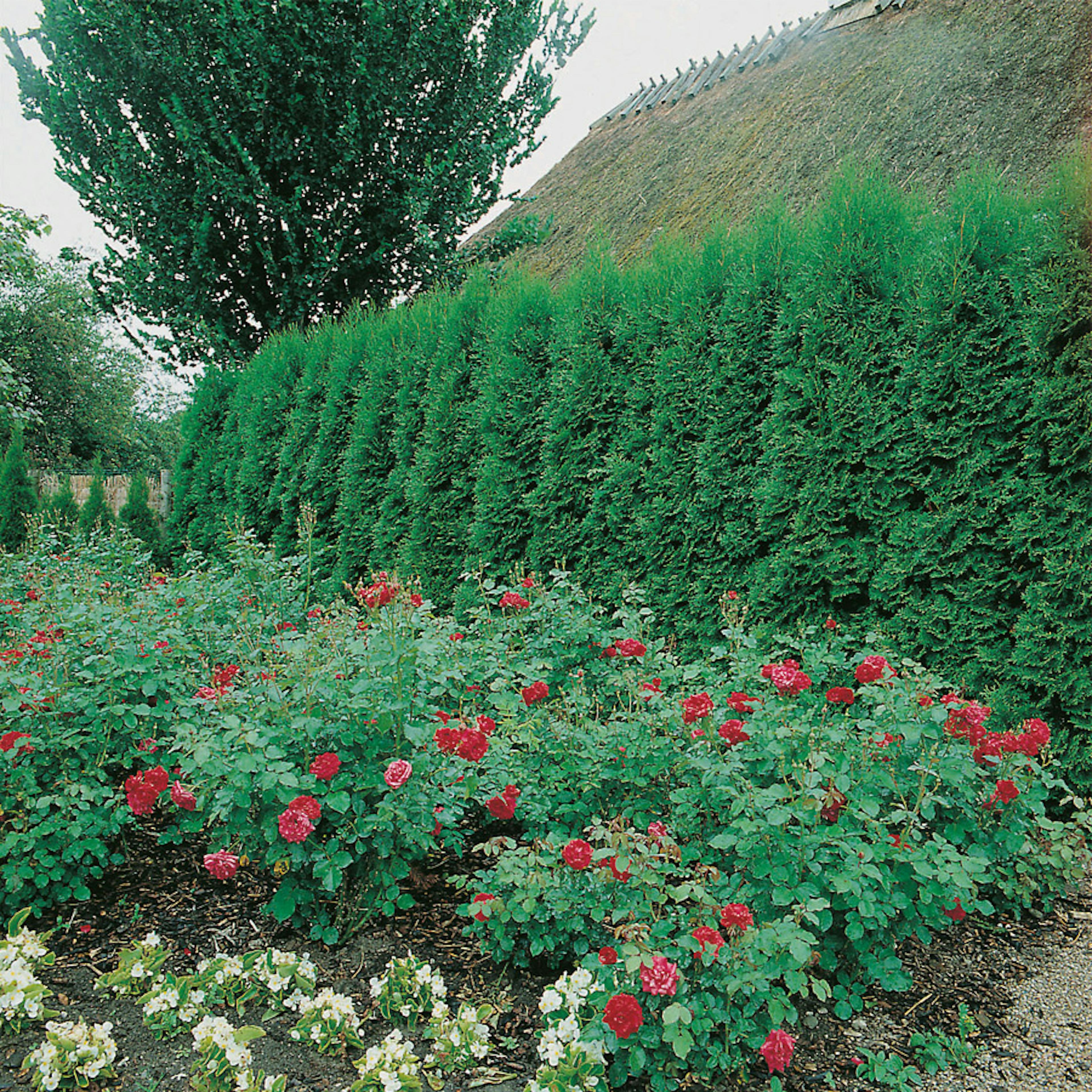 Planta Ädeltuja Omnia Garden Smaragd 80-100 cm