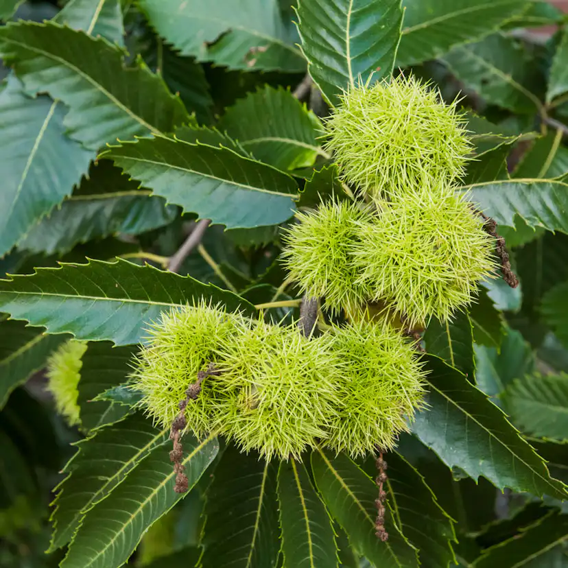 Prydnadsträd Äkta Kastanj Omnia Garden 100-125 cm