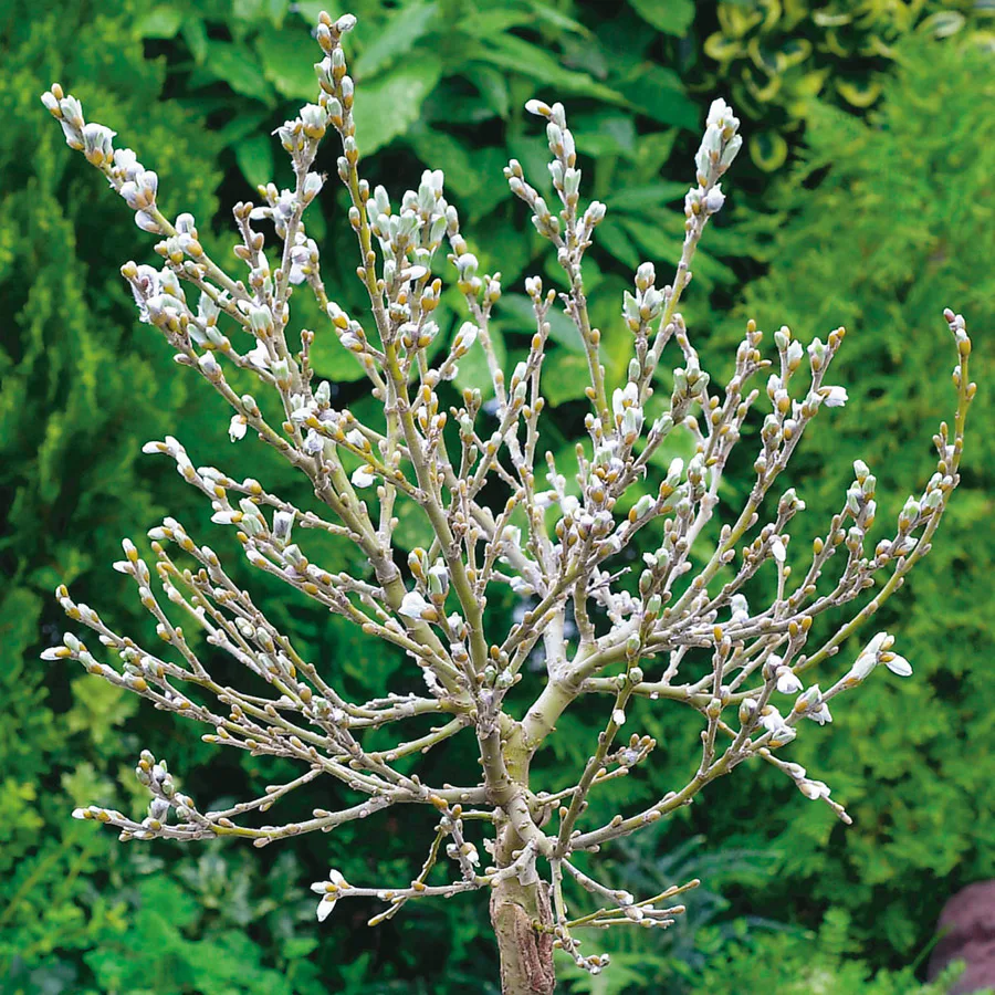 Prydnadsträd Omnia Garden Alpvide - Salix Helvetica SH 80-100 cm