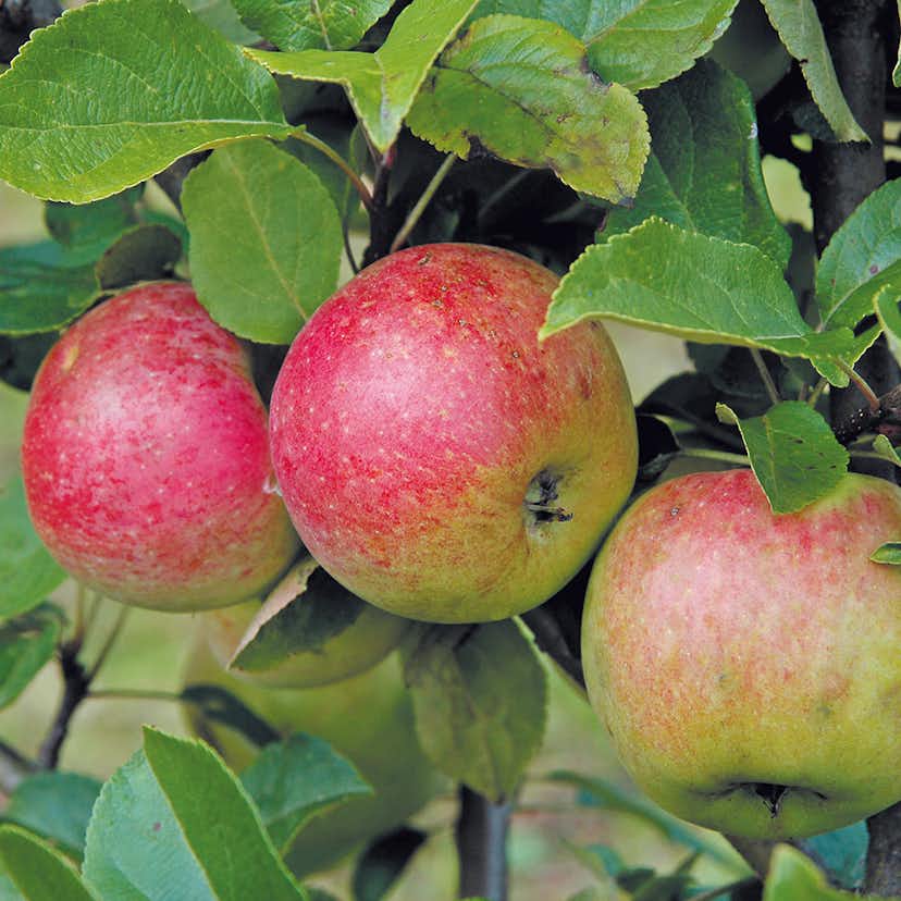 Äppelträd Omnia Garden Amorosa E