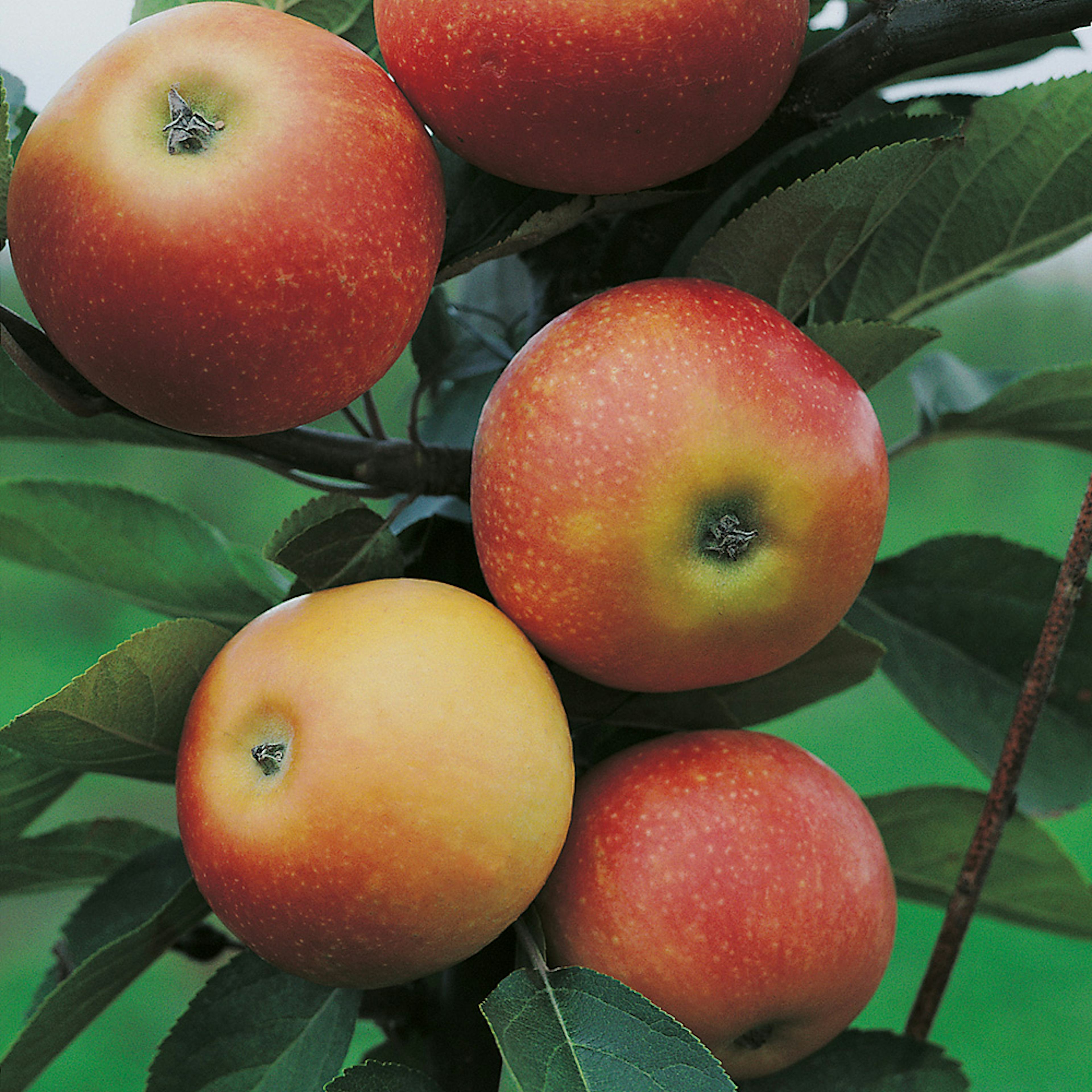 Äppelträd Omnia Garden Discovery E