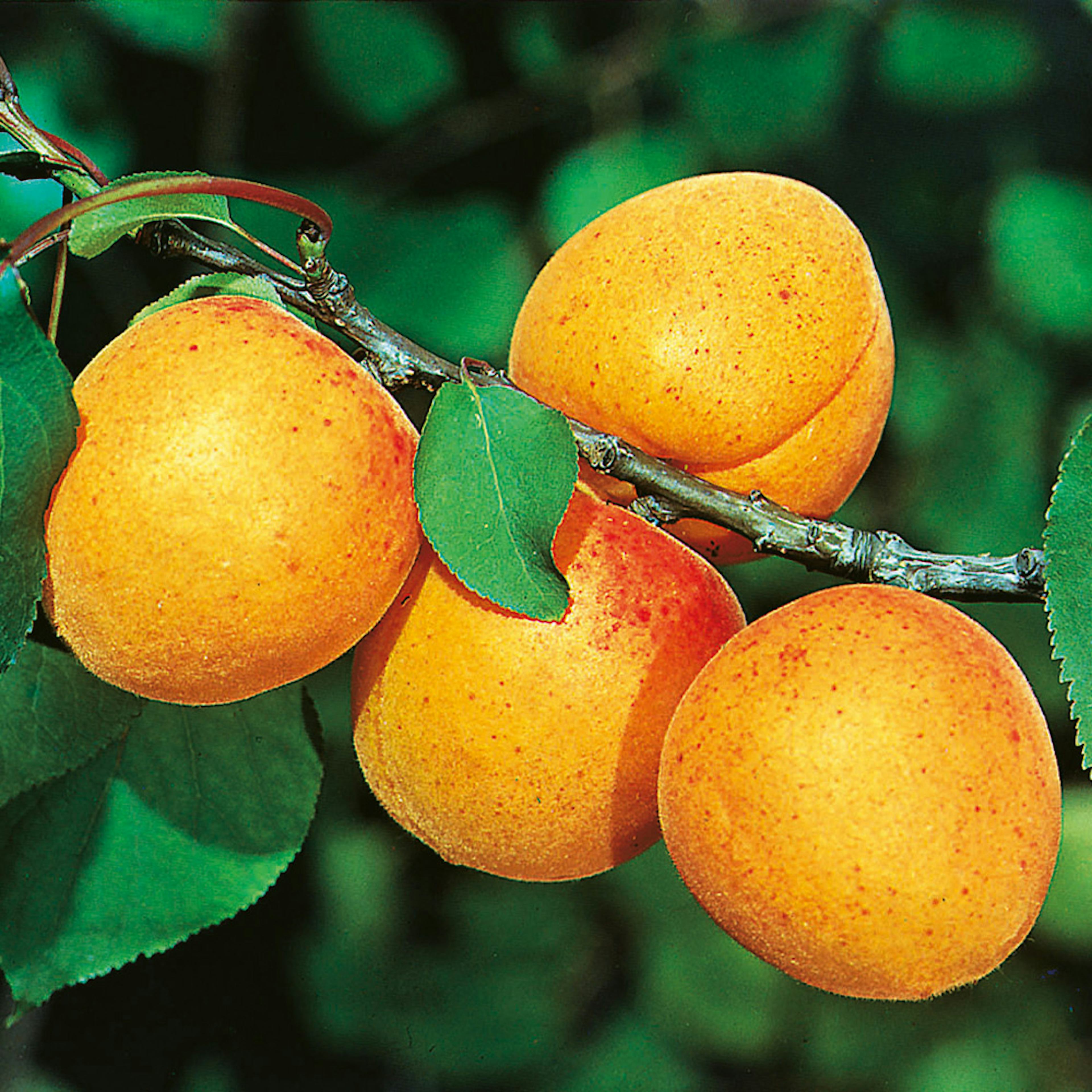 Aprikosträd Omnia Garden