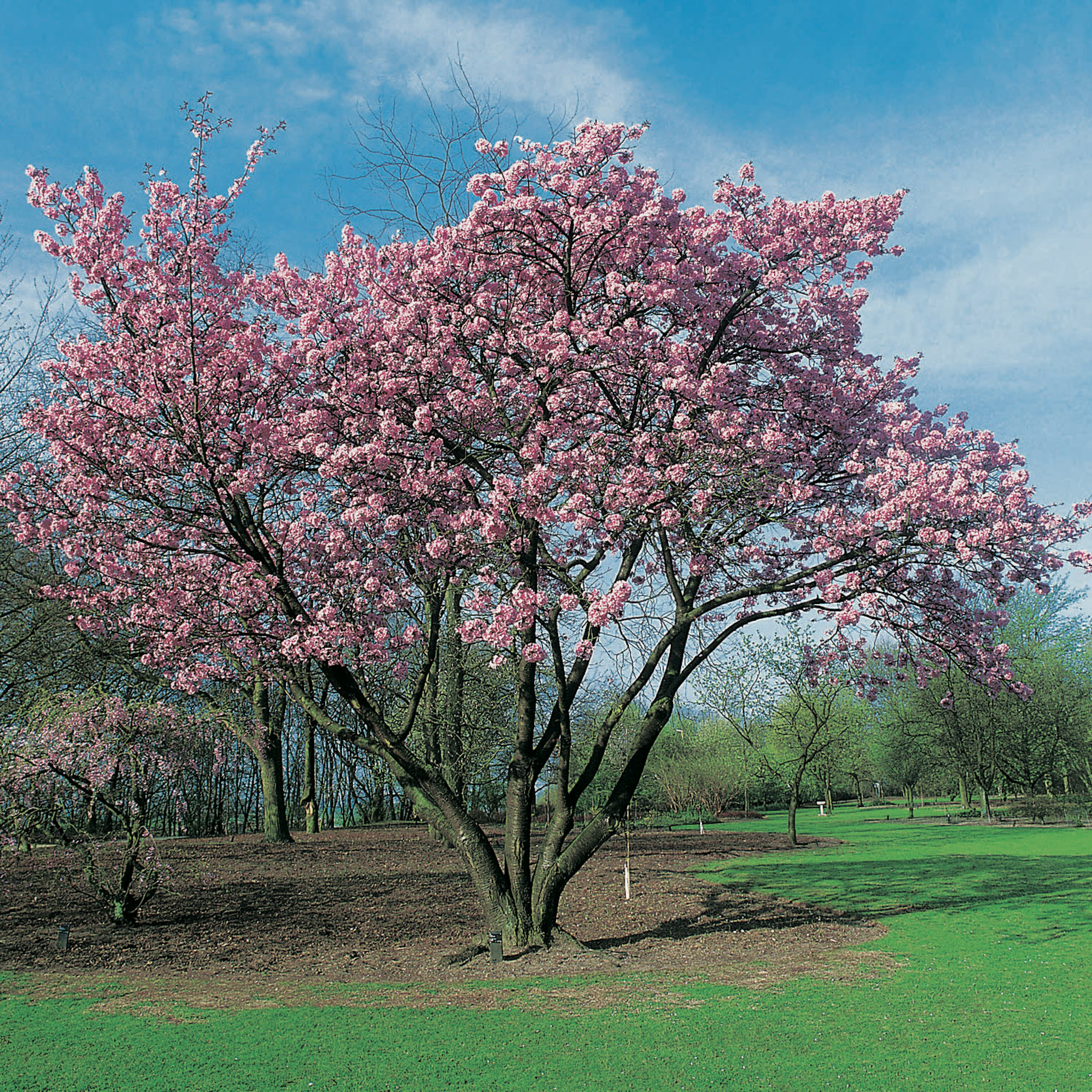 Prydnadsbuske Omnia Garden Solitär Bergkörsbär med Rosa Blomning & Grönt Lövverk, 150-200cm