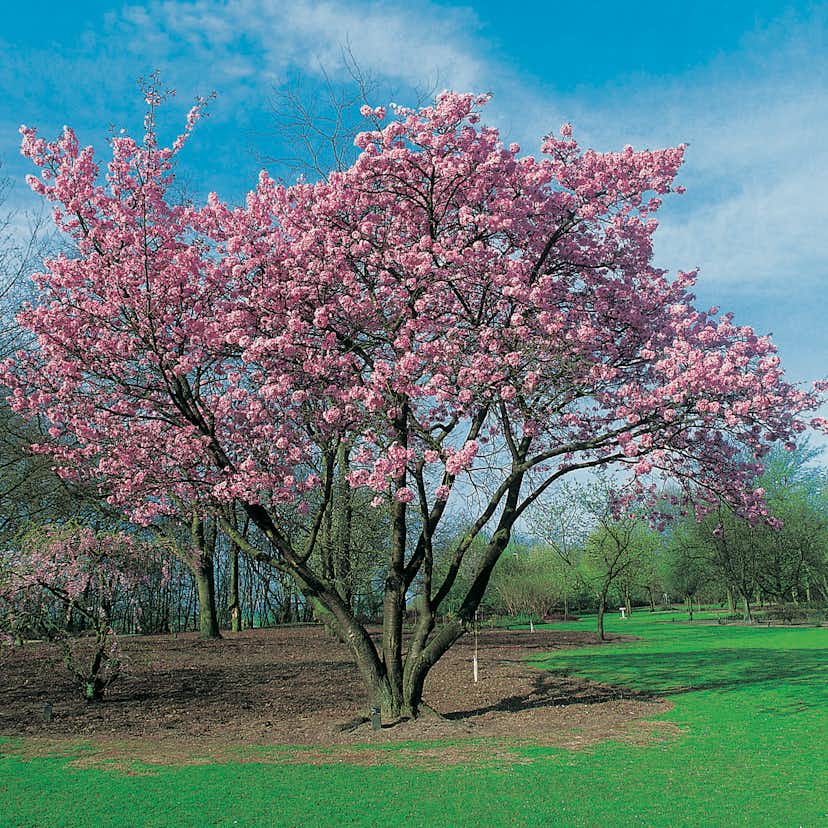 Prydnadsbuske Omnia Garden Solitär Bergkörsbär med Rosa Blomning & Grönt Lövverk, 150-200cm
