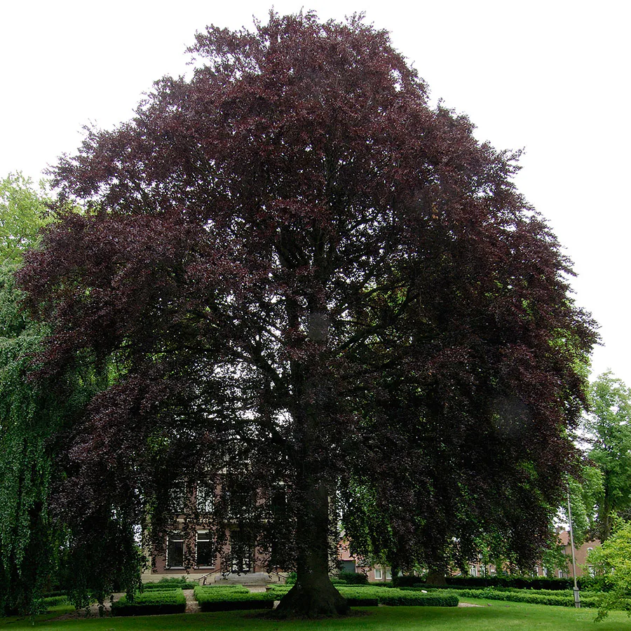 Prydnadsträd BlodBok Omnia Garden 125-150 cm Fagus Sylvatica Riversii