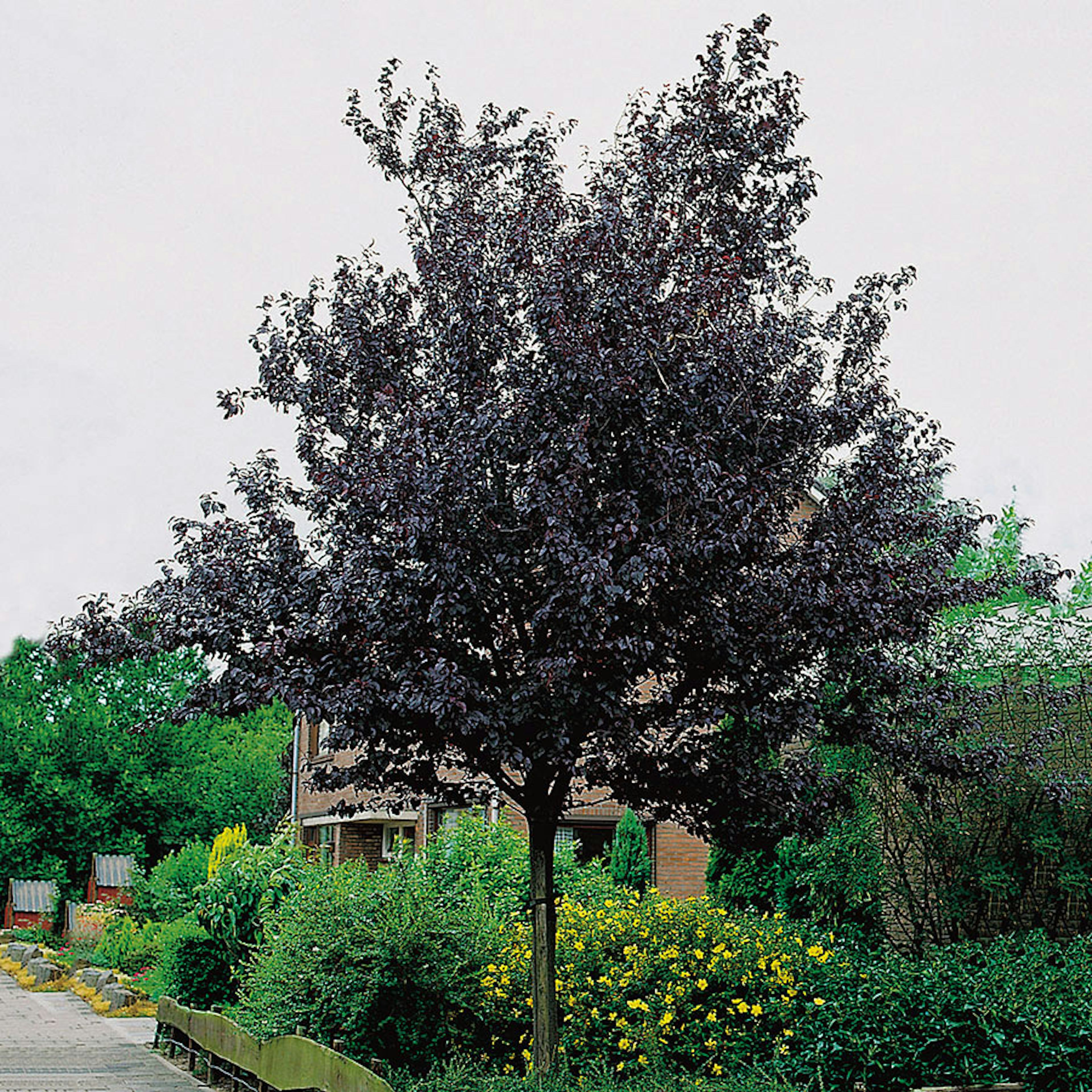 Prydnadsträd Omnia Garden Blodplommon Prunus cerasifera 100-120 cm