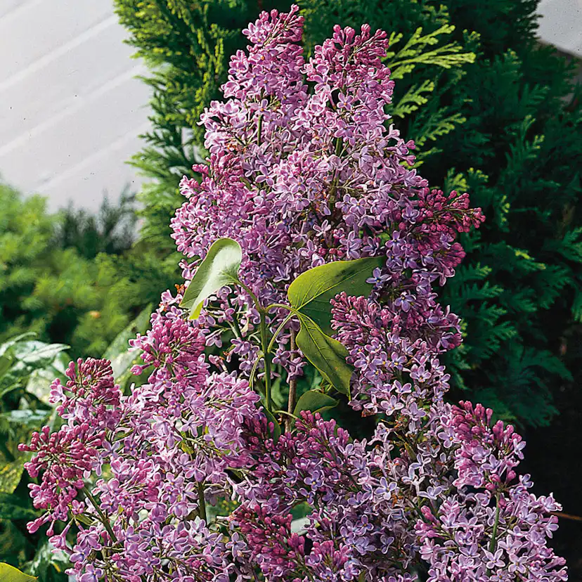 Prydnadsbuske Omnia Garden Bondsyrén