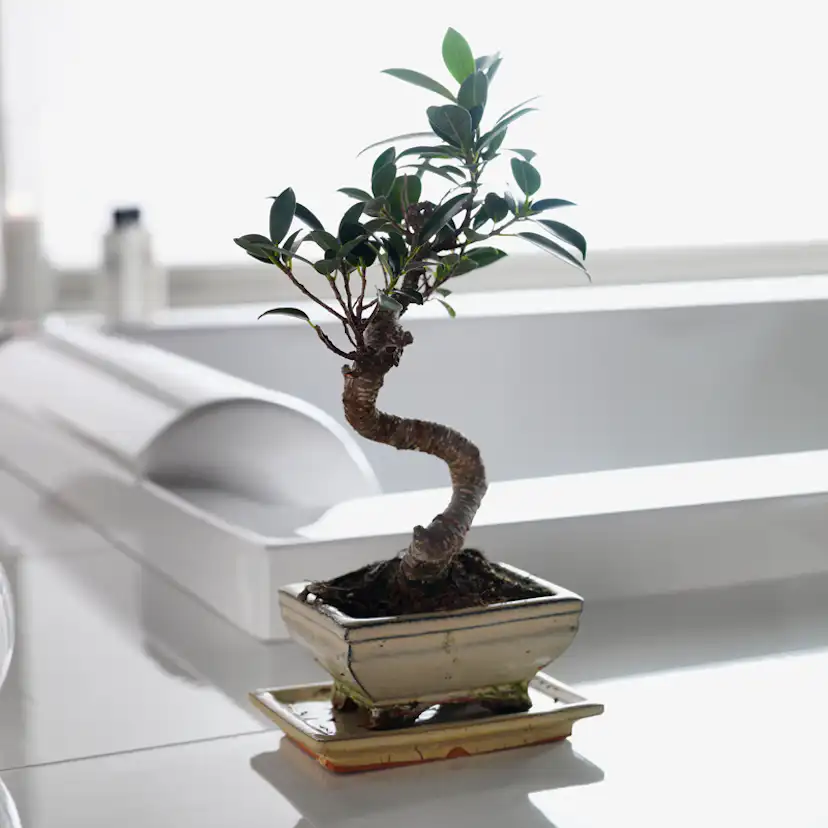 Bubbelbadkar Westerbergs Pacific SQ