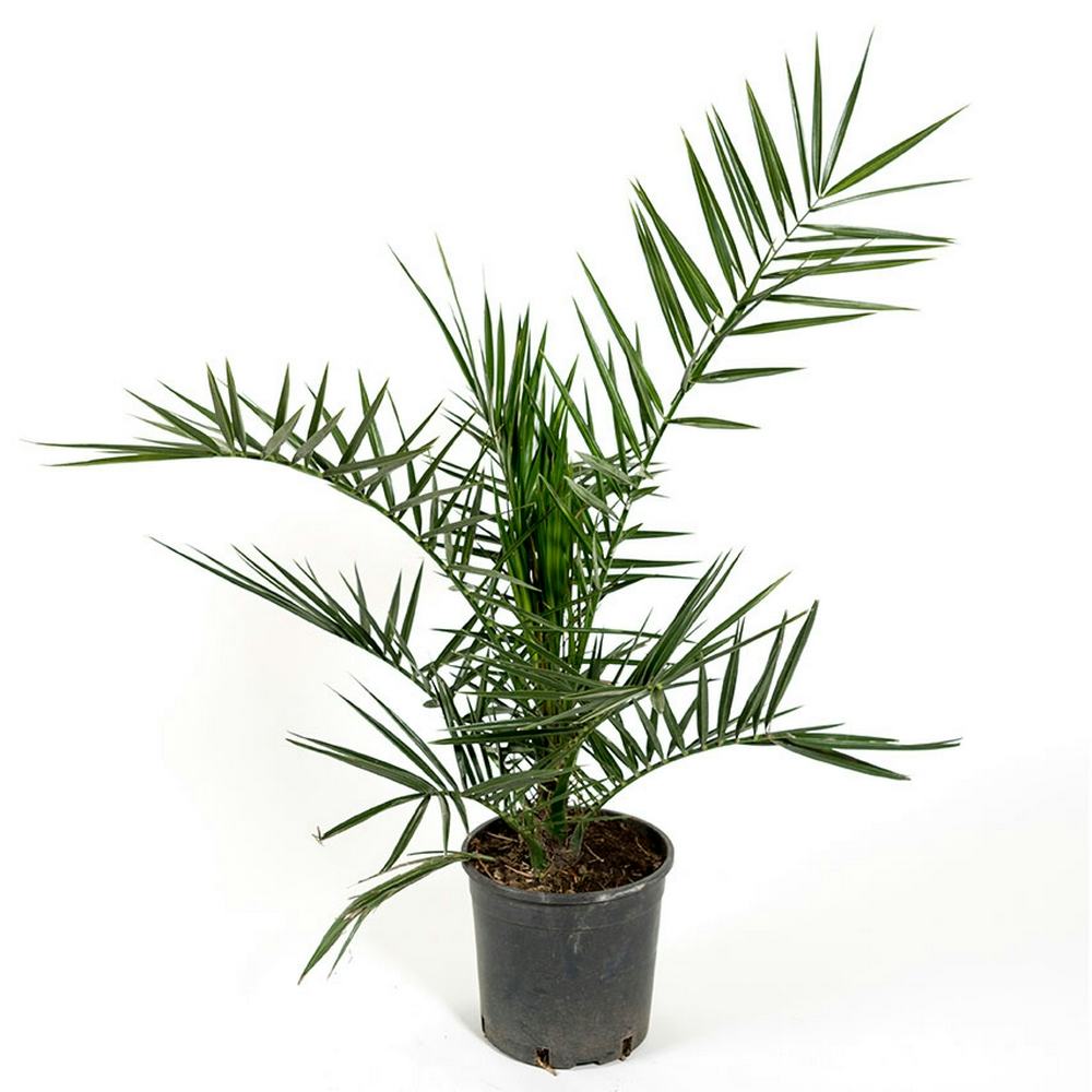 Dadelpalm Omnia Garden