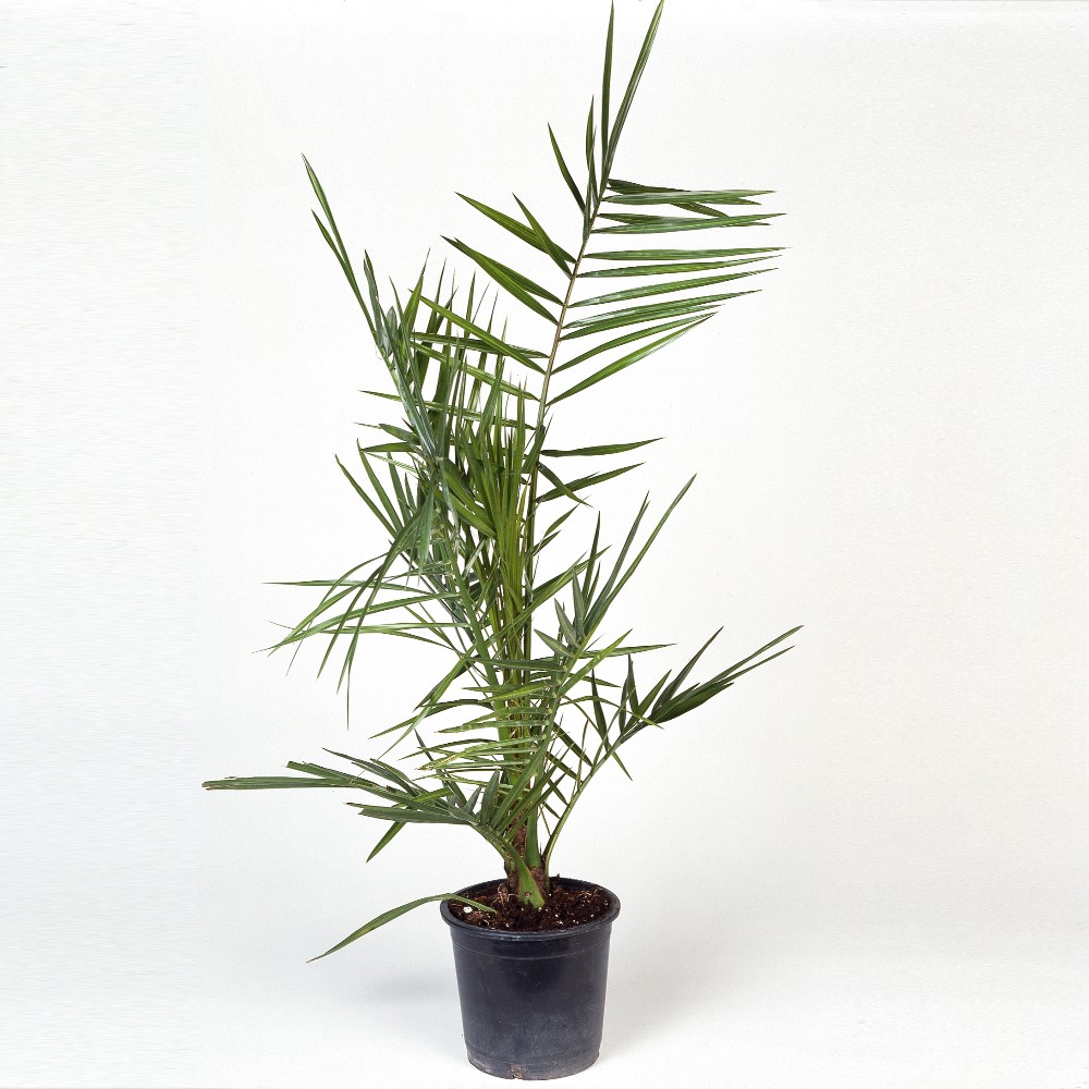 Dadelpalm Omnia Garden