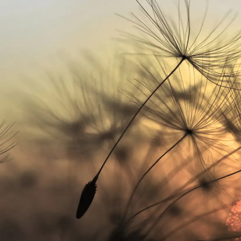 Fototapet Living Walls Designwalls DD118592