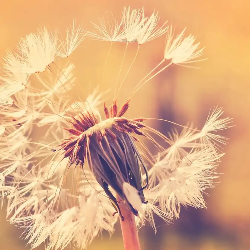 Fototapet Living Walls Designwalls DD118594