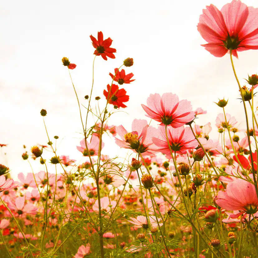 Fototapet Living Walls Designwalls DD118598